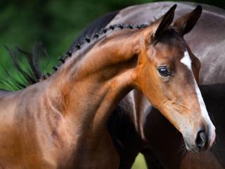 Zarodzek implantowany – perspektywa Grand Prix (1.60 m) - data urodzenia: 14.05.2026