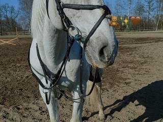 Oddam spokojnego wałacha