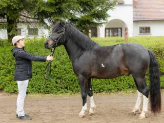 Stanówka ogier huculski srokaty