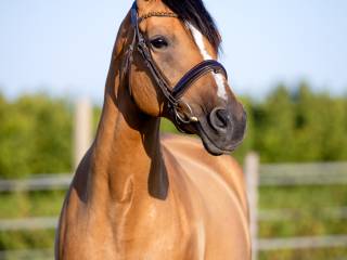 Piękna klacz doświadczona w konkursach L,P,N