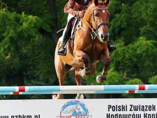 Wiedza Mistrzów w Praktyce - trening koni i jeźdzców