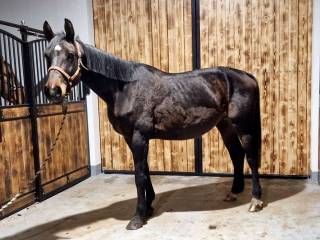 Klacz hodowlaną! top rodowód - na poziomie Grand Prix!