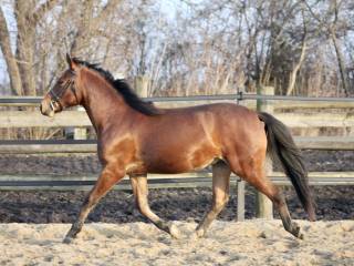 2 letni przyszłościowy wałach