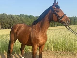 Klacz do dzierżawy SPORT LUB AMBITNY AMATOR