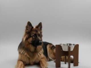 Miska dla dużego psa na stojaku