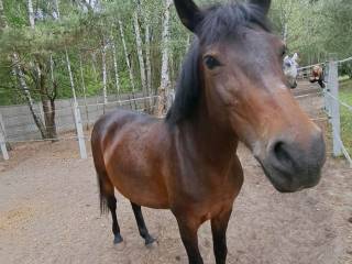 Szukam konia do dzierżawy/spółdzierżawy (zdjęcie dla uwagi)