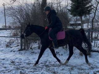 Kary Arab na sprzedaż