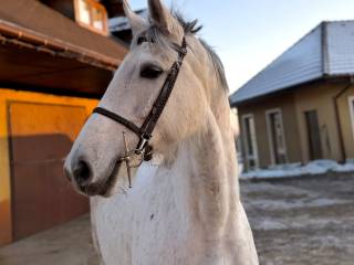 Wysokiej jakości klacz sportowa/hodowlana