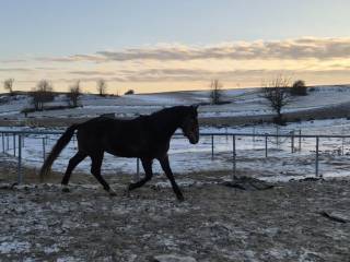 Wałach 4 lata kończy w marcu