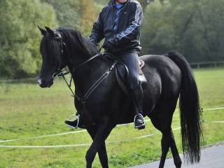 Kary ogier Metalik(Modelka x Equizar)