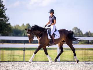 Klacz KWPN z dopasowanym sprzętem.