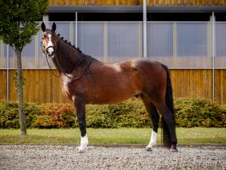 Sprzedam 9-cio letniego wałacha ujeżdżeniowego!