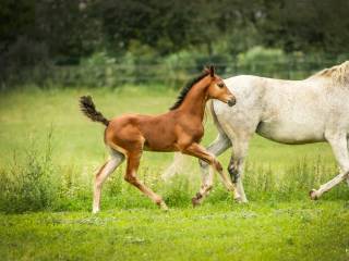 Klacz Chacfly PS x Leovisto x Caretino