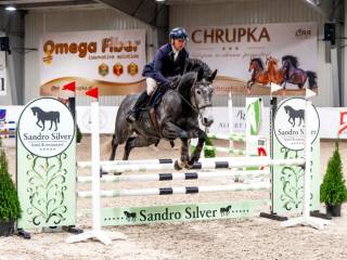 6,5 letnia klacz na sprzedaż po Calvino Z