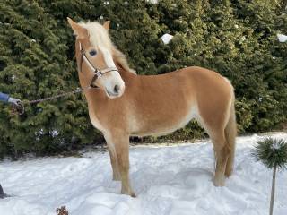 Klacz Haflinger