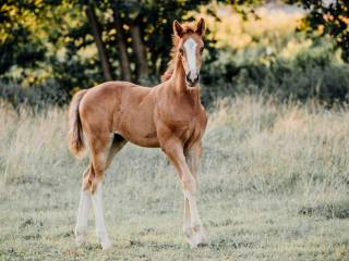 Ogierek AES po Pole Position P