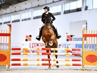 8- letni wałach , wzrost 164cm