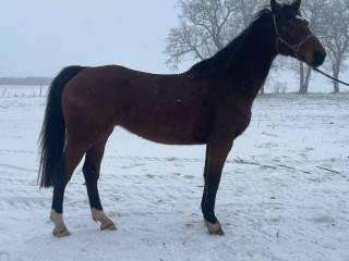 KLACZ WIELKOPOLSKA 12-LETNIA