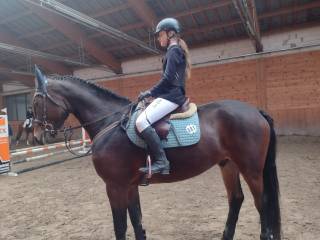 Piękny 6 letni walach