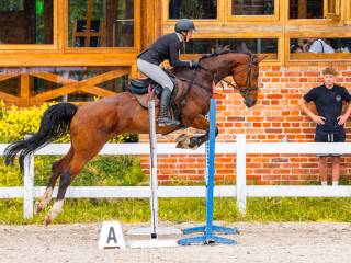 Bardzo silna klacz po Cascadello