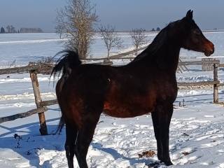 Klacz arabska 2015 Victorii TO x Egalia