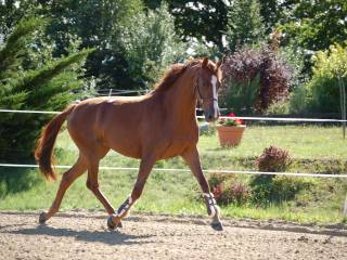 Klacz hodowlana Mylord Carthago/Casall