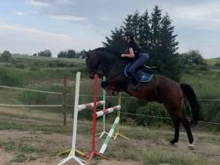 Wałach do dzierżawy