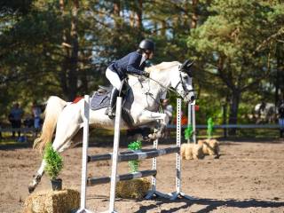 Wałach na sprzedaż