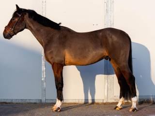 Ambitny 5 letni walach