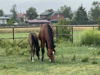 Oddam klacz do towarzystwa