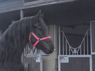 Sprzedam klacz fryzyjska