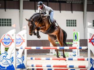 Sprzedam wałacha na duże konkursy AES.