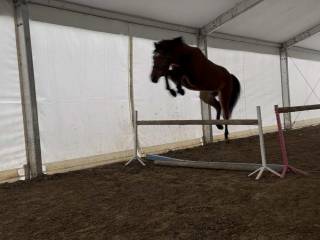 wałach 4 lata super charakter