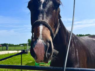 4 letni Mały Książę