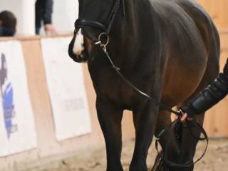 Na sprzedaż malowany młody ogier