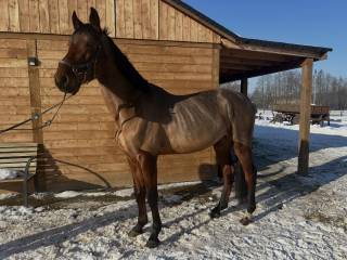 Na sprzedaz 4 letni walach