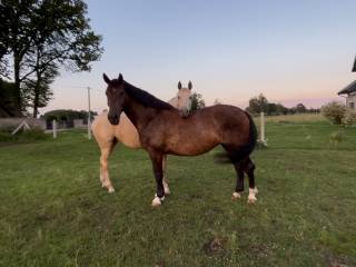 Spokojna klacz śląska 9 lat – idealny koń rodzinny