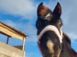 Poker Balou (1/2 Zangersheide)