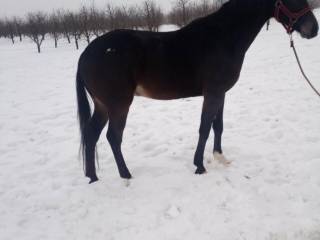 3 -letni wałach małopolski po Flawiusz/Huzar