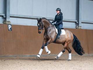 Grzeczny wałach, idealny do małego sportu
