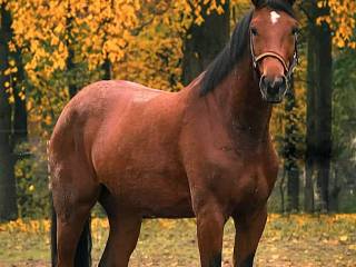 Współdzierżawa konia bez przeniesienia