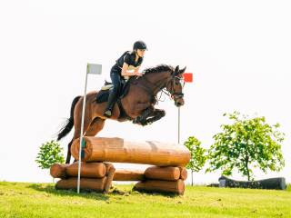 Wałach idealny do wprowadzenia w Wkkw oraz skoki