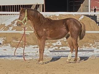 Kuc wierzchowy (potomek Heartbreakera, Contendro)