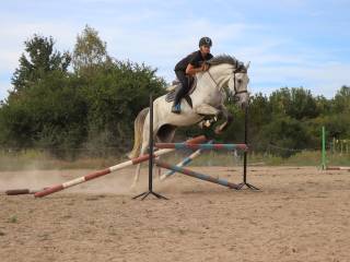 Cudowny 6 letni wałach