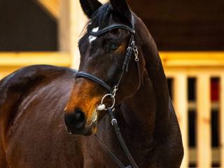 Klacz skokowa 4,5 letnia QUARTIER LATIN x RASCIN