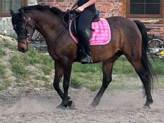 Klacz czystej krwi arabskiej Jackie O'Apollin