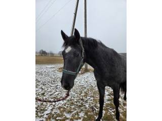 Klacz bardzo dobry rodowód