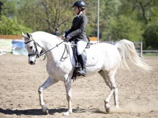 Współdzierżawa wałach 7 lat Leszno, Kościan