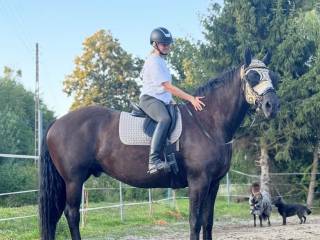 walach kary pół-fryzyjski