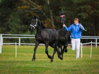 Klaczka fryzyjska - Dejah R. Imperial Stable